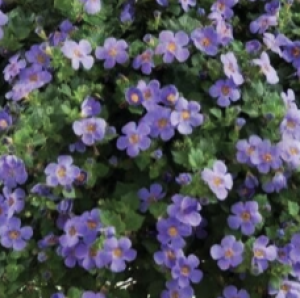 Снимок экрана 2024-11-07 175709